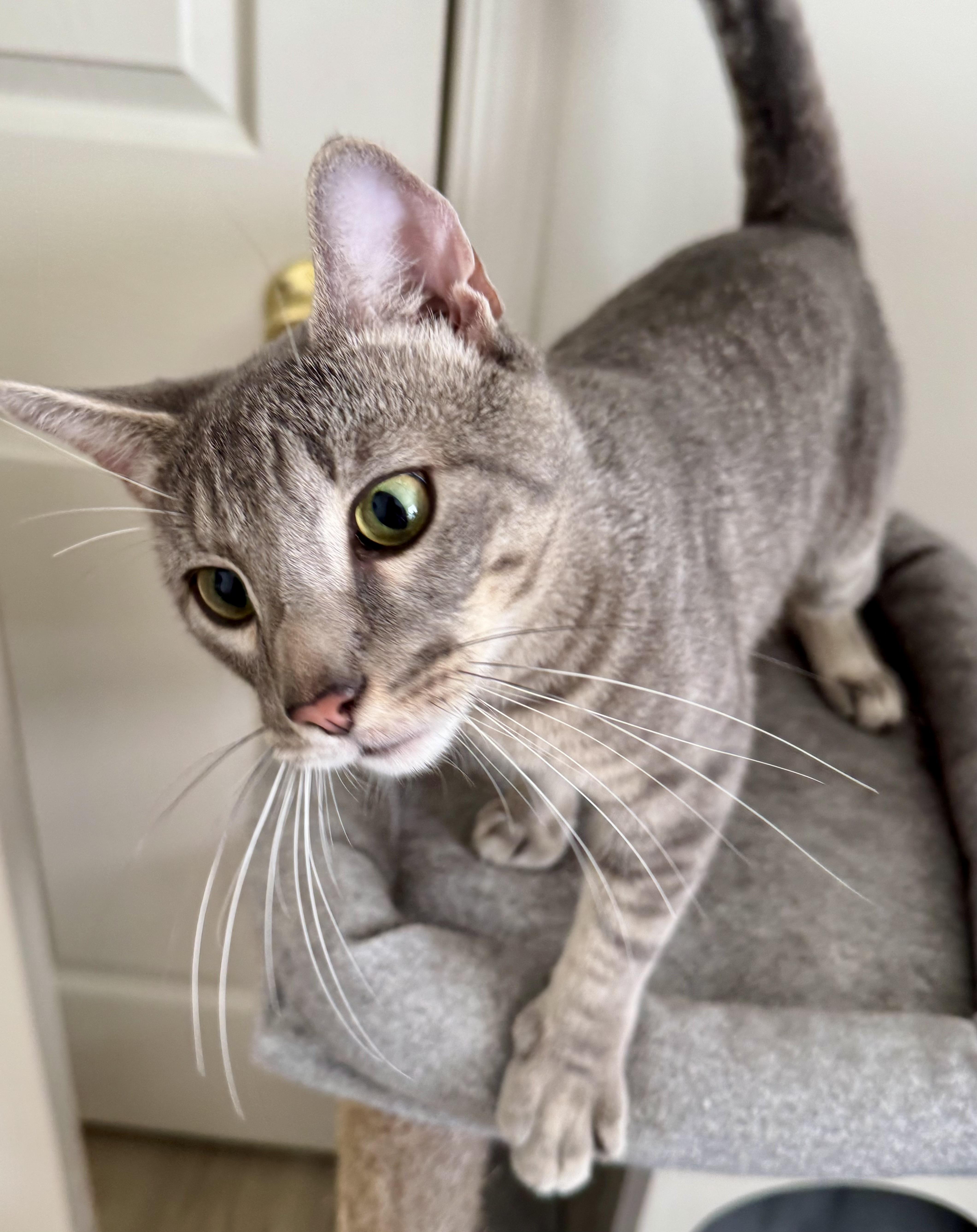 Rocky, a Adoptable mixed breed in Red Bank, NJ image 4/4