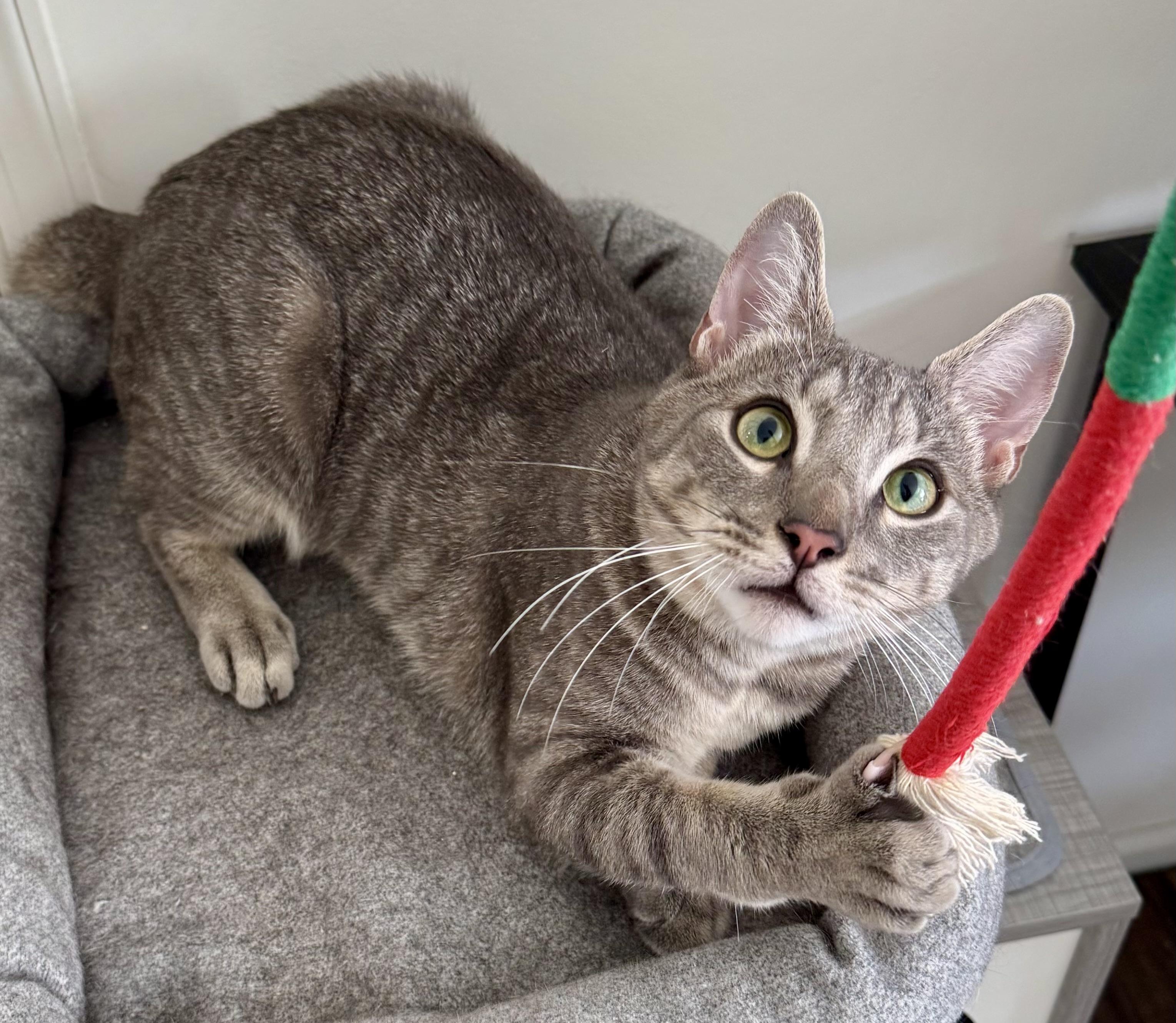 Rocky, Adoptable, Young Male Tabby & Domestic Short Hair.