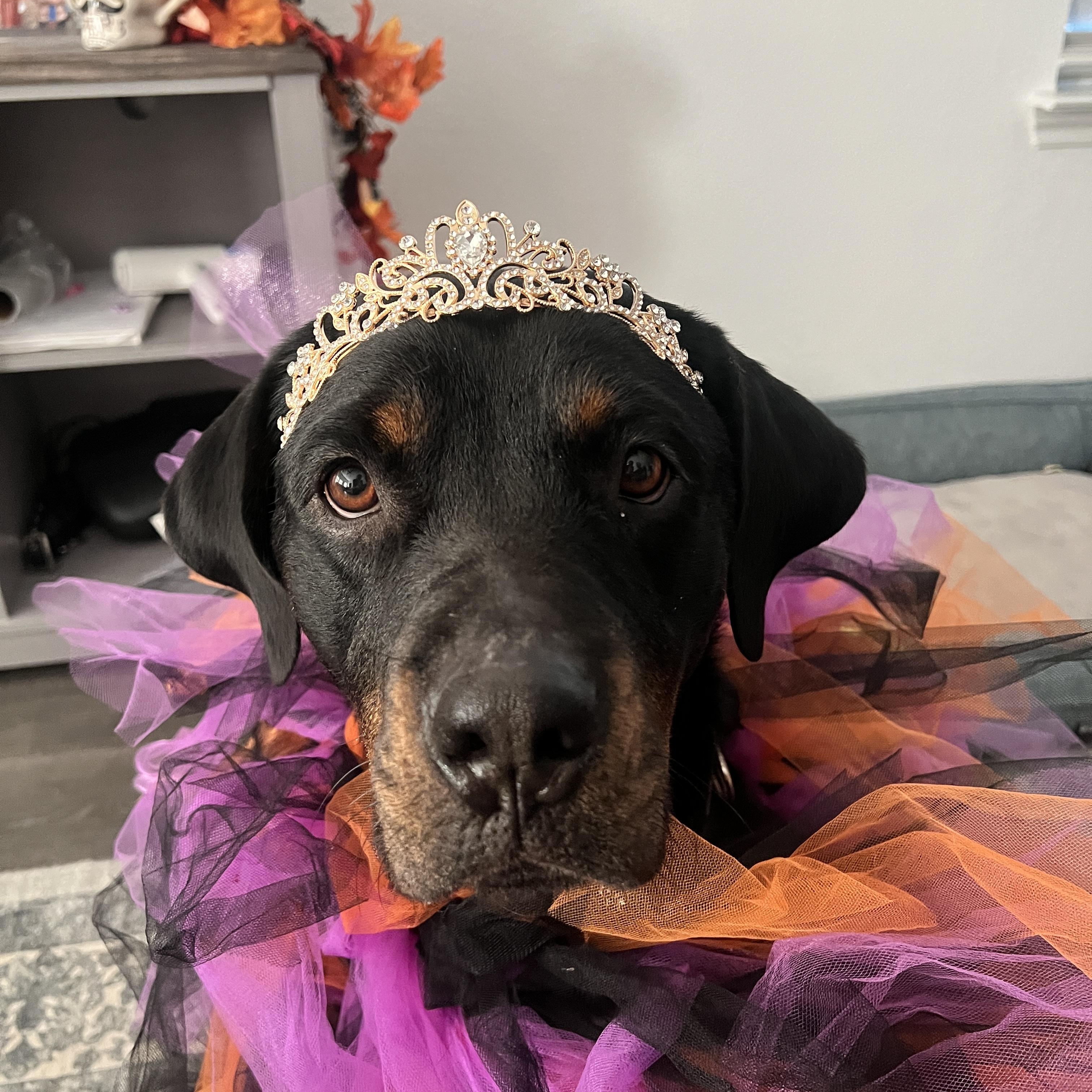 Sadie, adoptable, Adult Female Rottweiler.