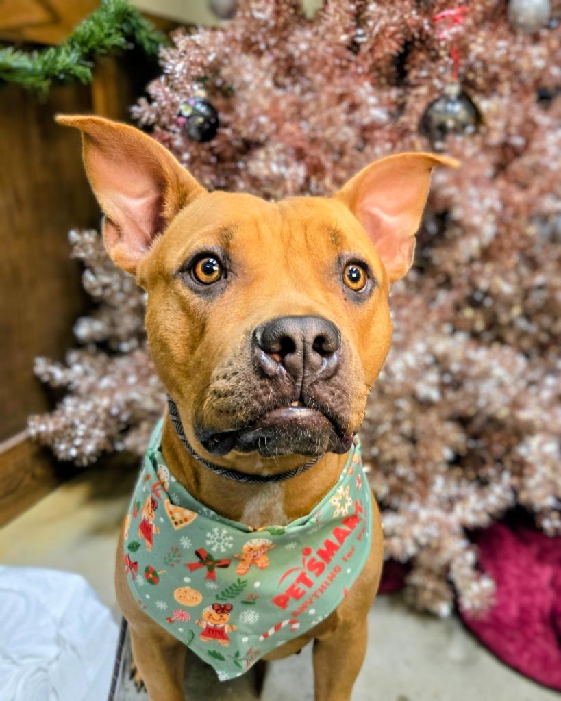 Sasha, Adoptable, Adult Female Pit Bull Terrier.