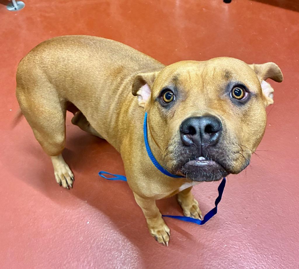 Enlarge Sasha, a Adoptable Pit Bull Terrier in Douglasville, GA image 2/2