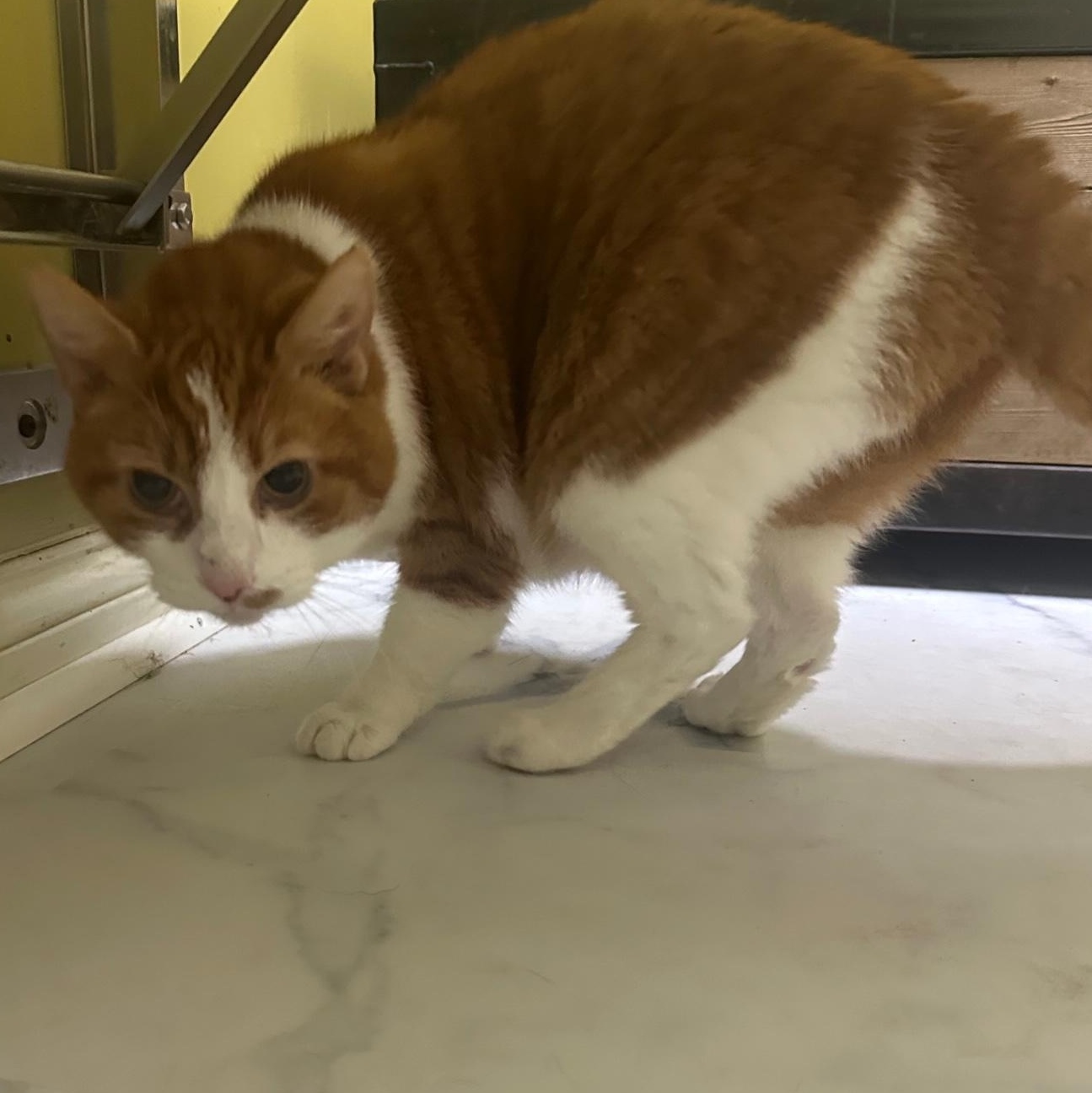 Toby, Adoptable, Adult Male Domestic Short Hair.