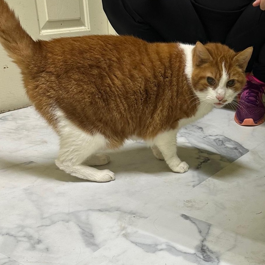 Toby, a Adoptable Domestic Short Hair in Columbia, KY image 2/3