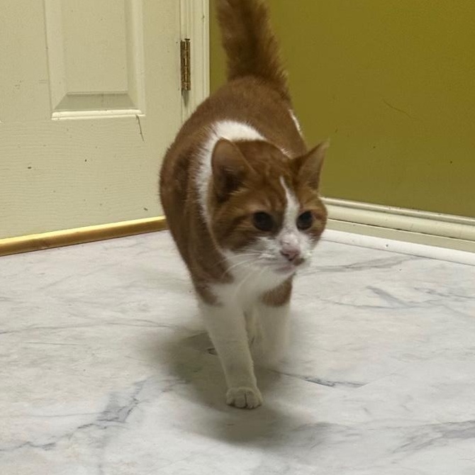 Toby, a Adoptable Domestic Short Hair in Columbia, KY image 3/3