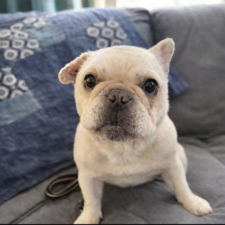 Enlarge Mr Roo, a ADOPTABLE French Bulldog in Mount Prospect, IL image 1/6