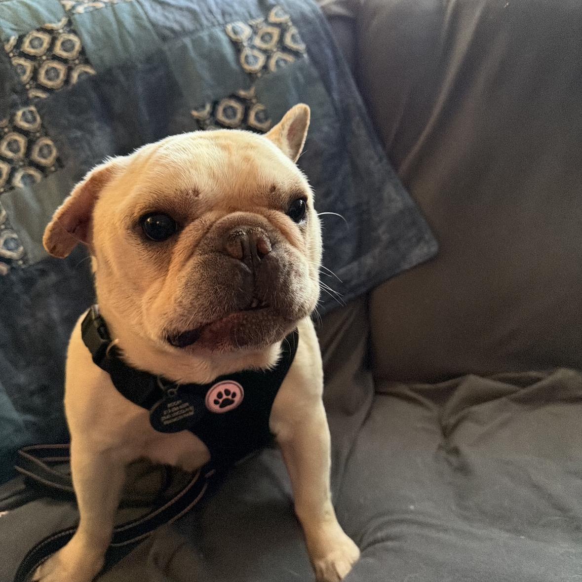 Enlarge Mr Roo, a ADOPTABLE French Bulldog in Mount Prospect, IL image 5/6