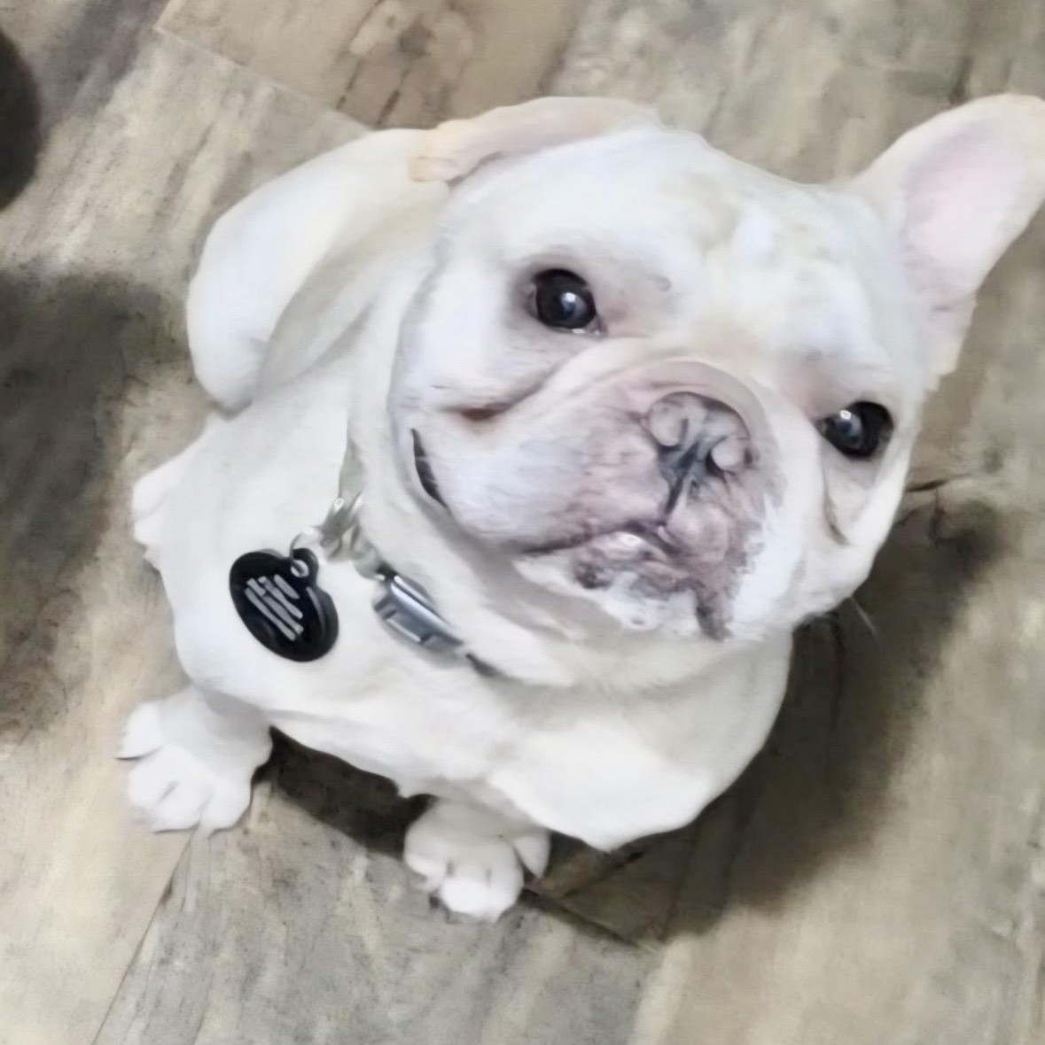 Enlarge Mr Roo, a ADOPTABLE French Bulldog in Mount Prospect, IL image 6/6