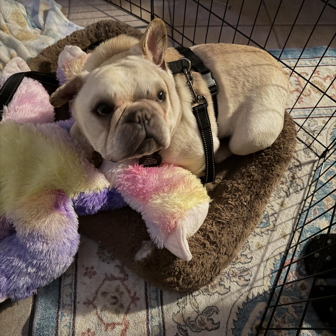 Enlarge Mr Roo, a ADOPTABLE French Bulldog in Mount Prospect, IL image 4/6