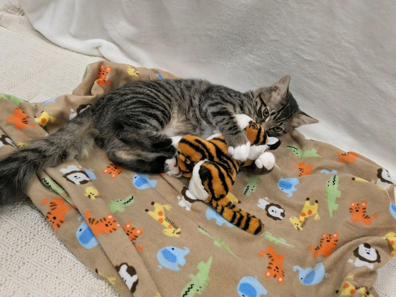 Enlarge Tony the Tiger, a Adopted Domestic Medium Hair in Pueblo, CO image 2/3