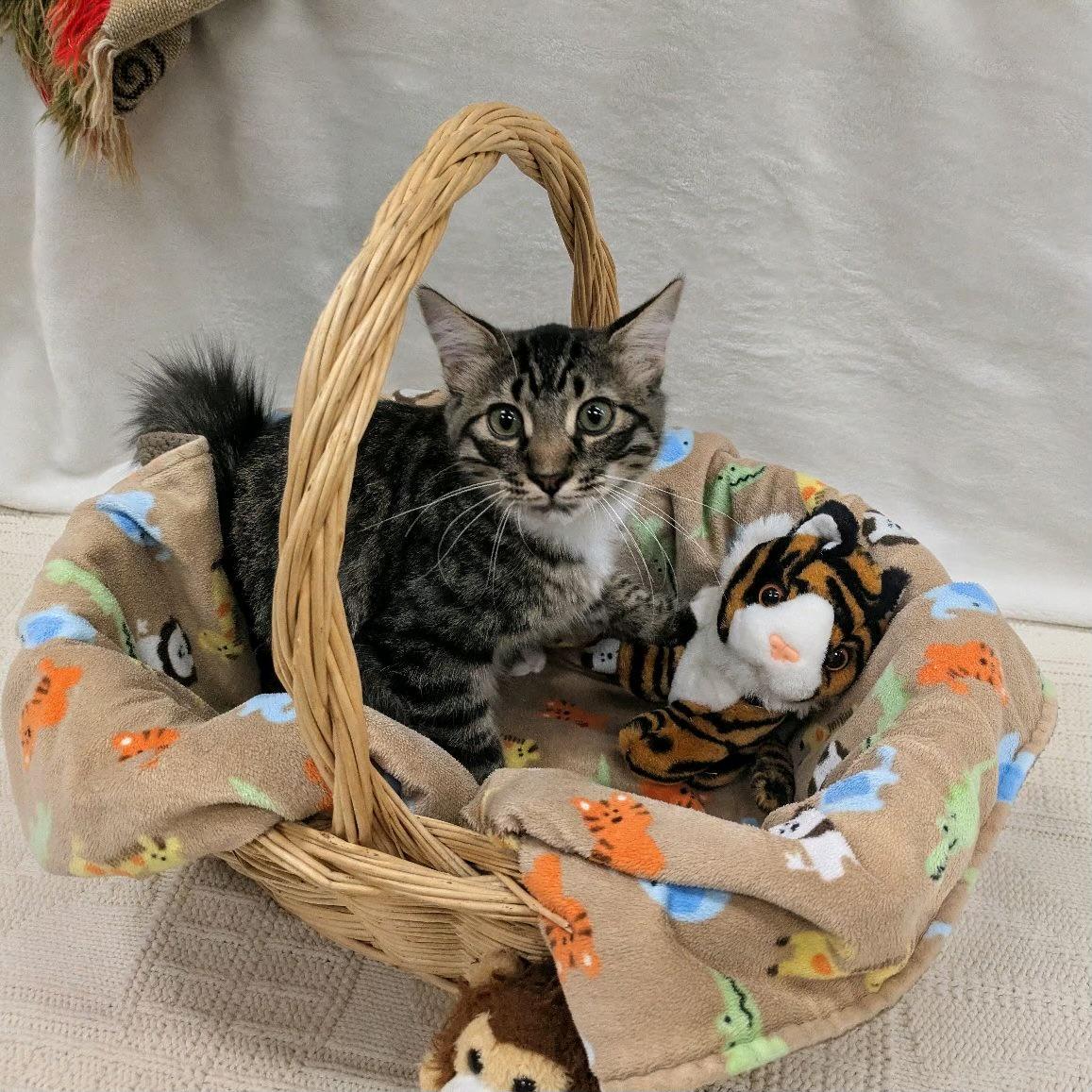 Tony the Tiger, Adopted, Kitten Male Domestic Medium Hair.