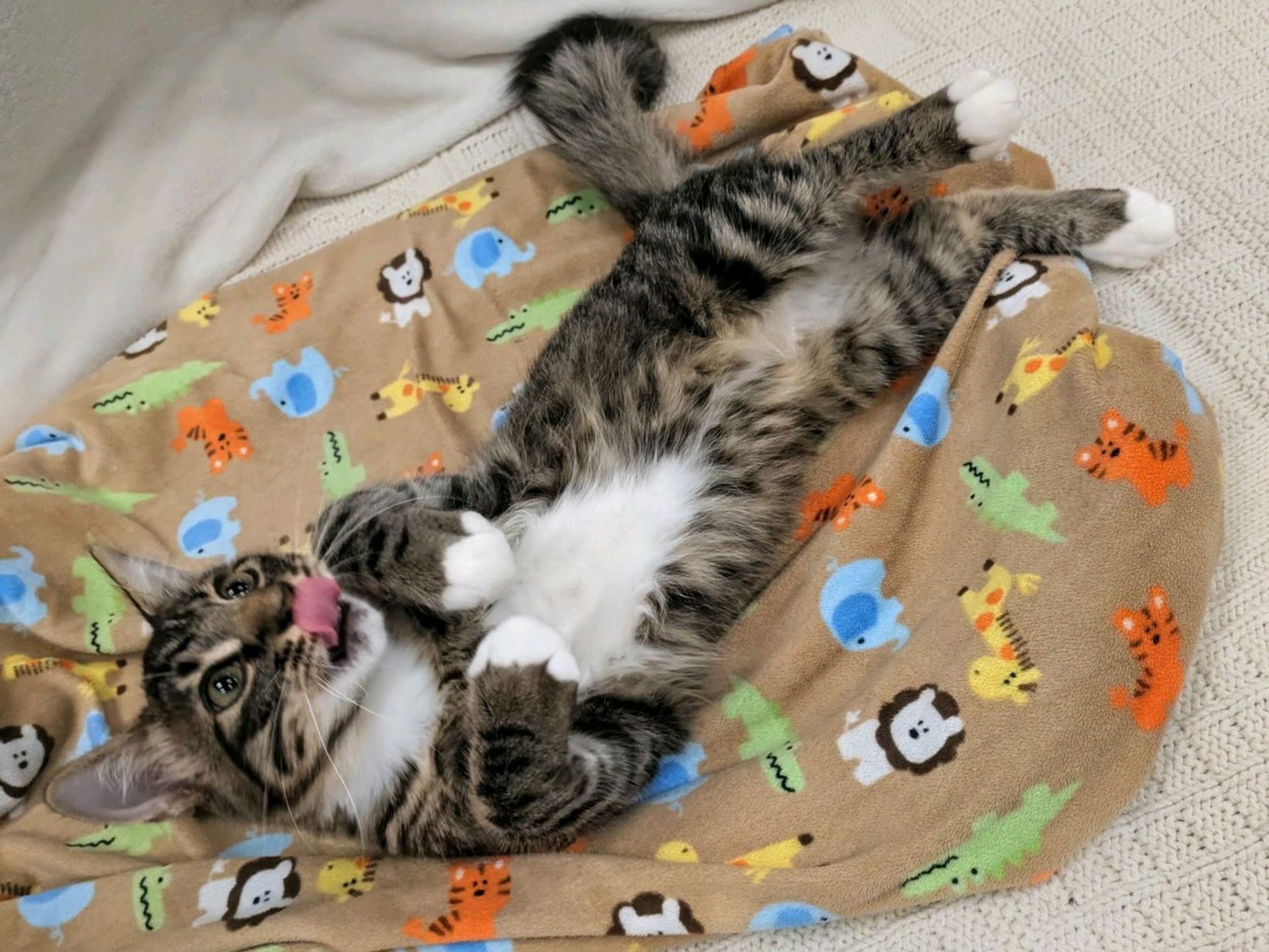 Enlarge Tony the Tiger, a Adopted Domestic Medium Hair in Pueblo, CO image 3/3