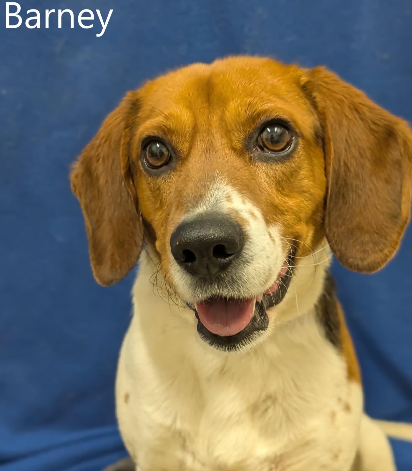 Barney, ADOPTABLE, Adult Male Beagle.