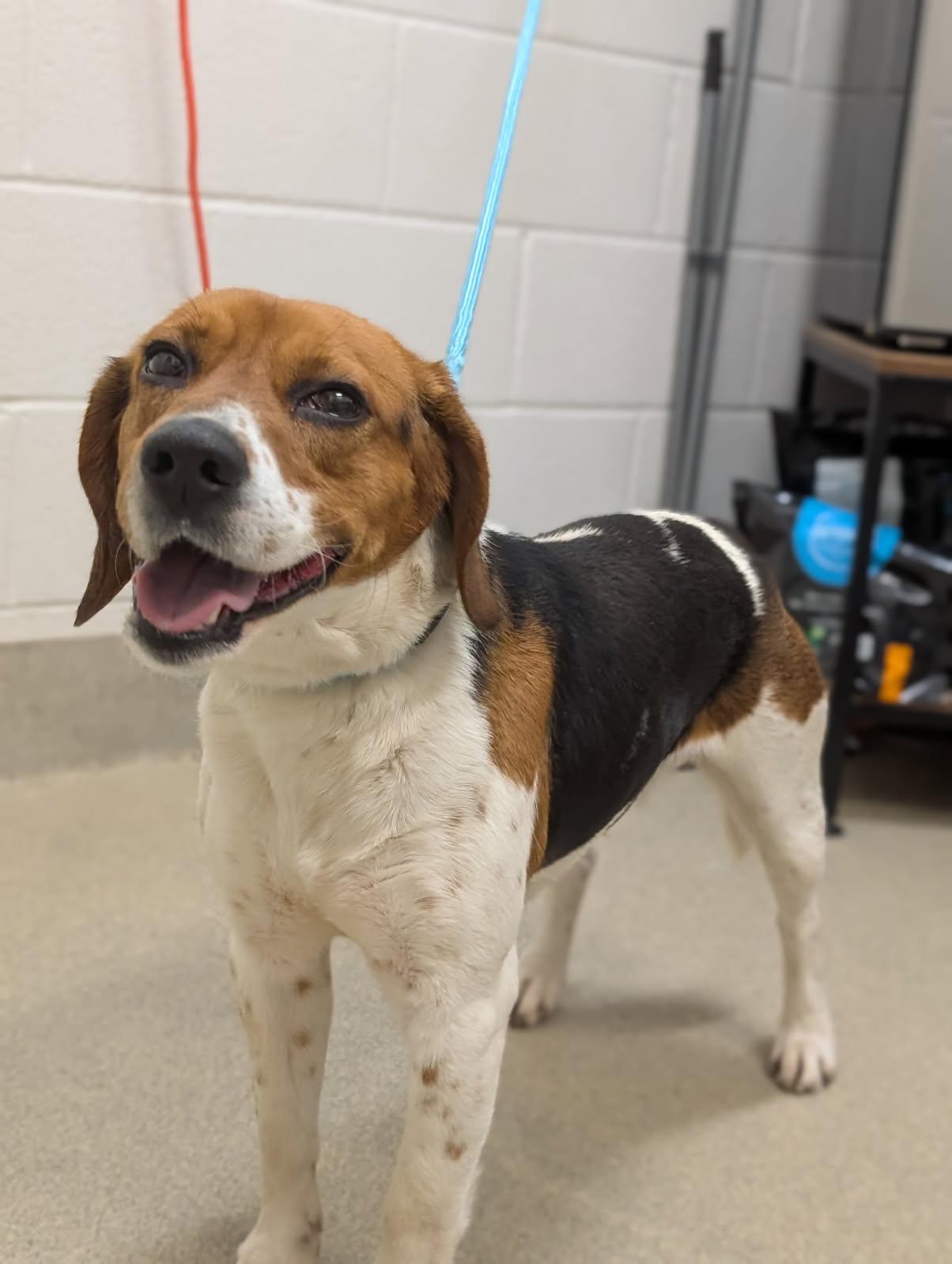 Enlarge Barney, a ADOPTABLE Beagle in Mount Vernon, OH image 2/2