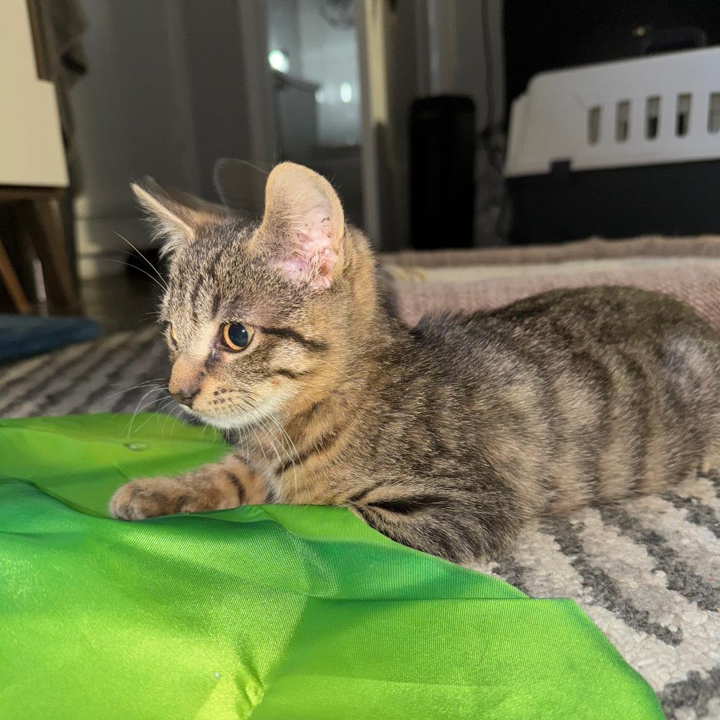 Leaf, Adoptable, Kitten Male Domestic Short Hair.