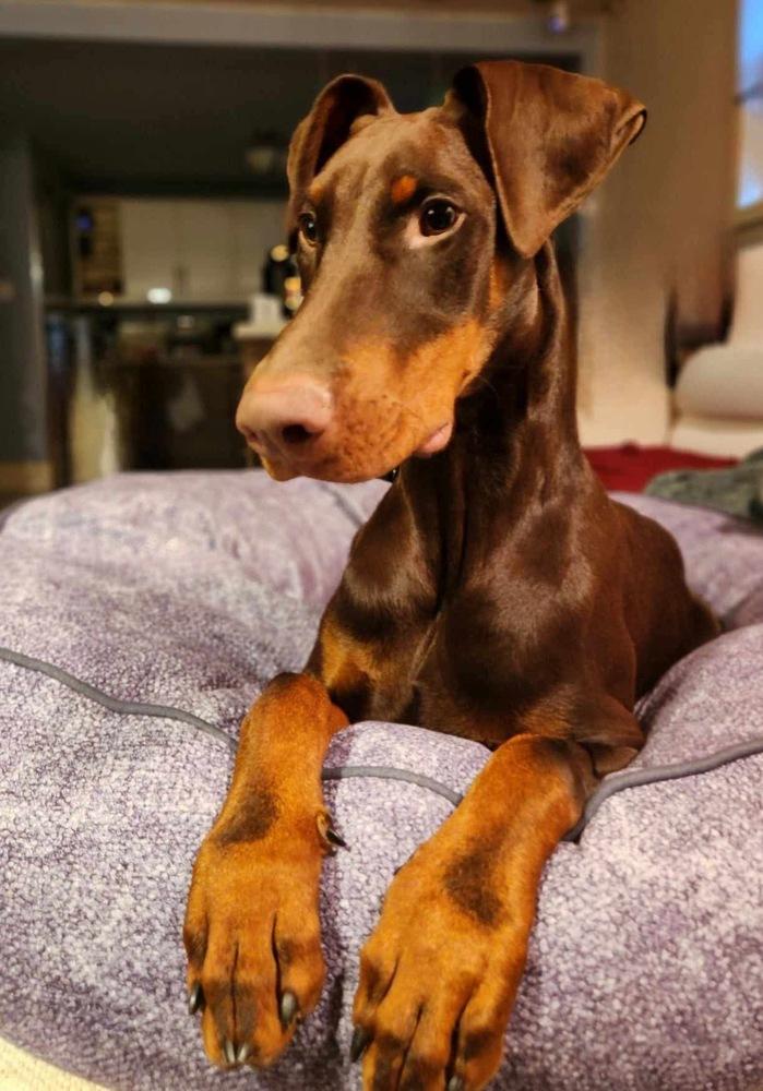 Pluto (EDMONTON, AB), Adopted, Young Male Doberman Pinscher.