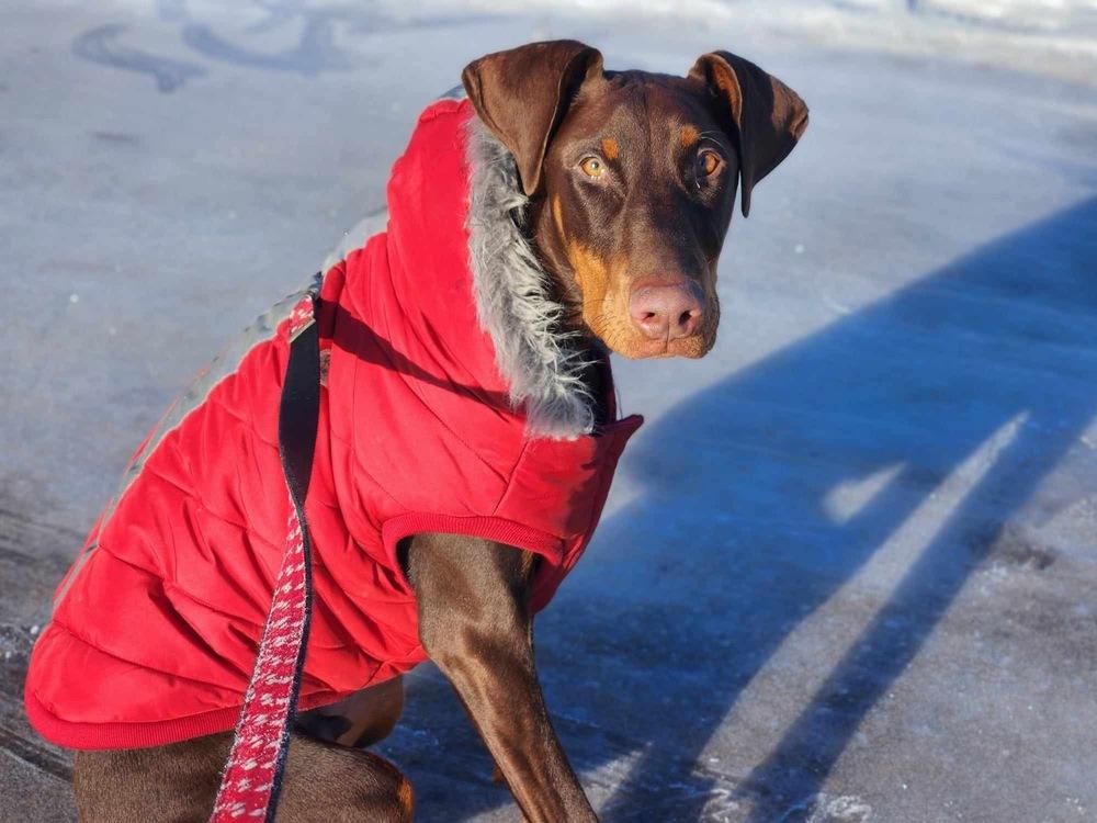 Enlarge Pluto (EDMONTON, AB), a Adopted Doberman Pinscher in Edmonton, AB image 2/6