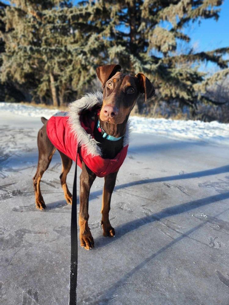 Enlarge Pluto (EDMONTON, AB), a Adopted Doberman Pinscher in Edmonton, AB image 3/6