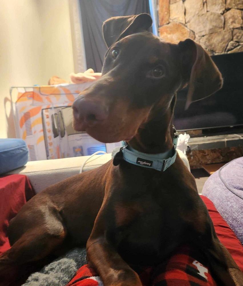 Enlarge Pluto (EDMONTON, AB), a Adopted Doberman Pinscher in Edmonton, AB image 4/6