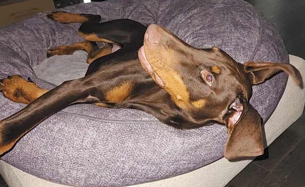 Enlarge Pluto (EDMONTON, AB), a Adopted Doberman Pinscher in Edmonton, AB image 5/6
