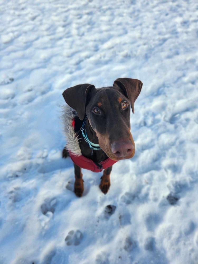 Enlarge Pluto (EDMONTON, AB), a Adopted Doberman Pinscher in Edmonton, AB image 6/6