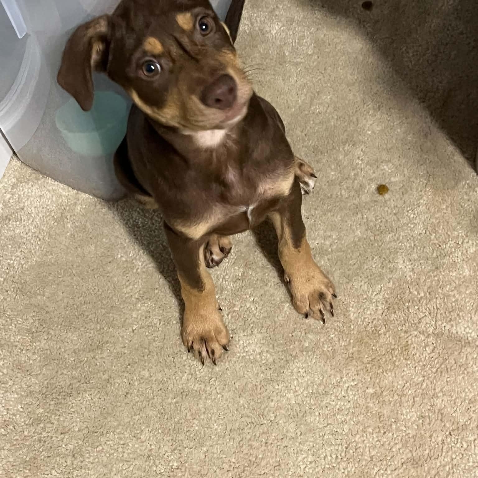 Enlarge Knox, an adopted mixed breed in Charlotte, NC image 5/6
