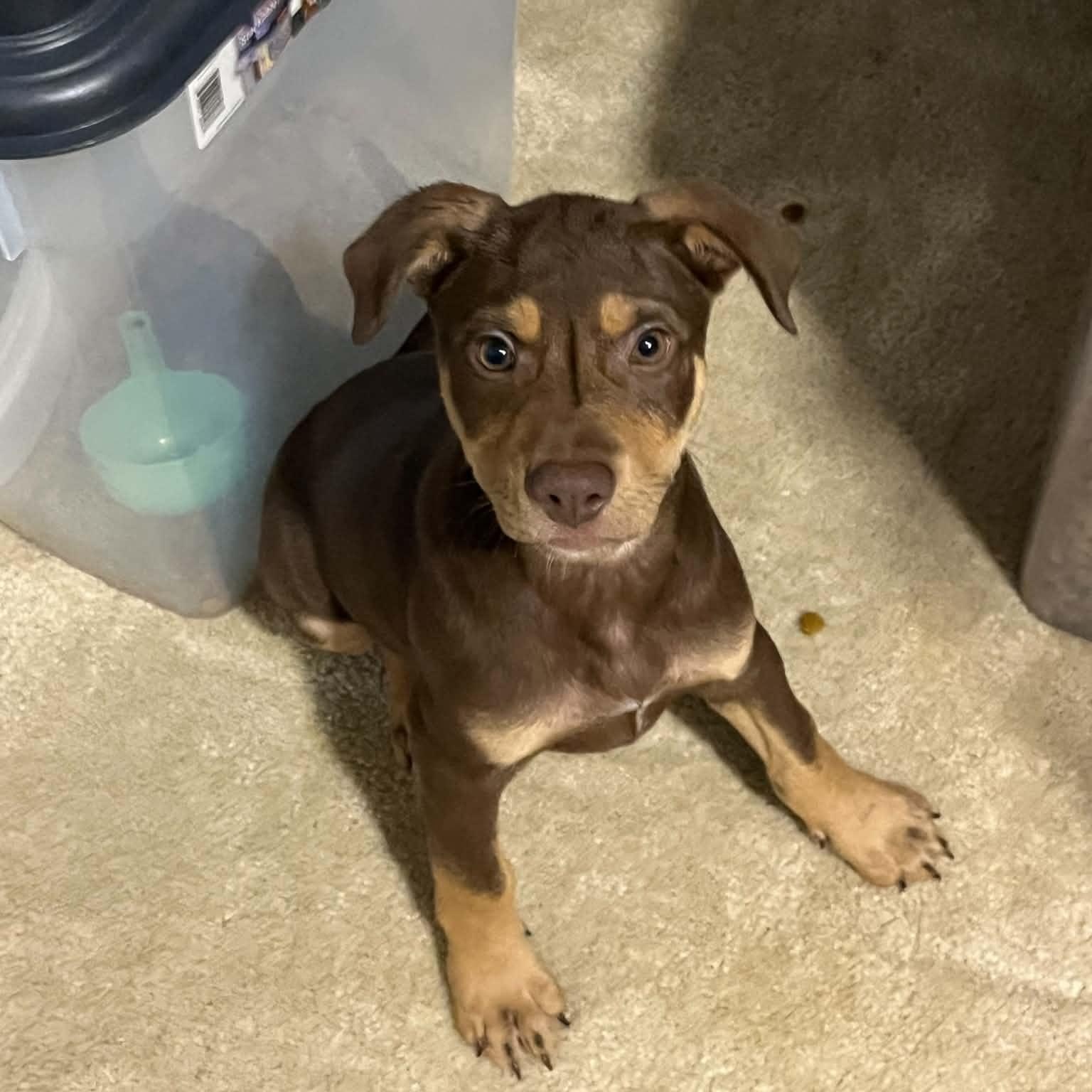 Enlarge Knox, an adopted mixed breed in Charlotte, NC image 6/6