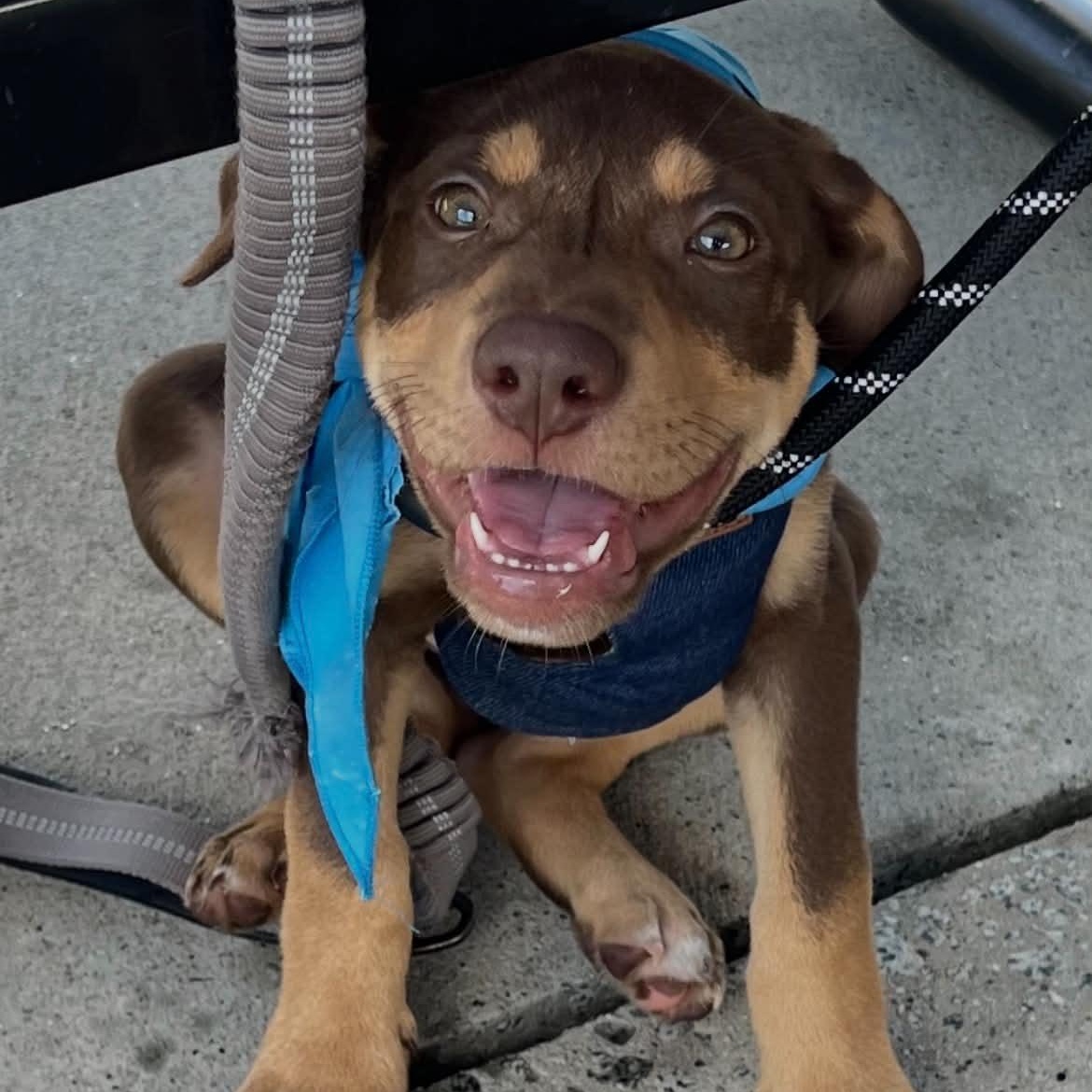 Enlarge Knox, an adopted mixed breed in Charlotte, NC image 1/6