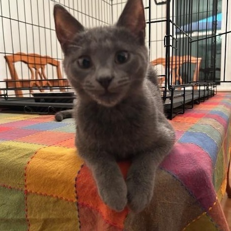 Sunny, Stormy & Lightning – Three Lucky Kittens Ready for Loving Homes