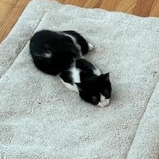 Sunny, Stormy & Lightning – Three Lucky Kittens Ready for Loving Homes