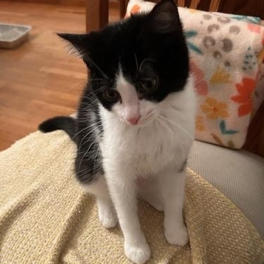 Enlarge Sunny & Lightning – Kittens Ready for Loving Homes, a Adoptable Domestic Short Hair in Braintree, MA image 4/4