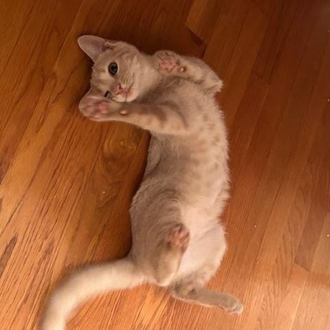 Enlarge Sunny & Lightning – Kittens Ready for Loving Homes, a Adoptable Domestic Short Hair in Braintree, MA image 1/4