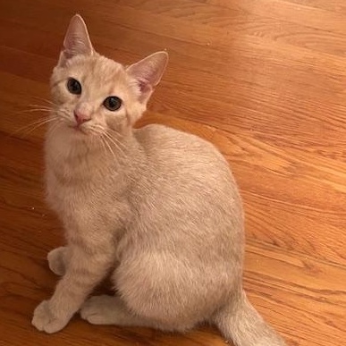 Sunny, Stormy & Lightning – Three Lucky Kittens Ready for Loving Homes