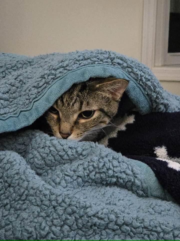 Enlarge Chewy, a Adoptable Domestic Short Hair in Cleveland, OH image 2/6