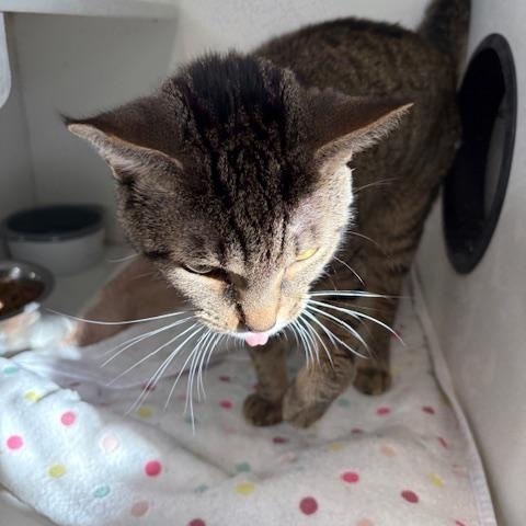 Chewy, Adoptable, Adult Male Domestic Short Hair.