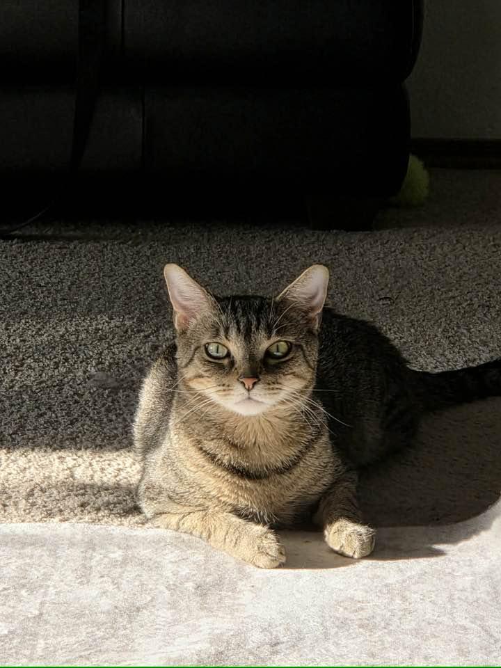 Enlarge Chewy, a Adoptable Domestic Short Hair in Cleveland, OH image 3/6