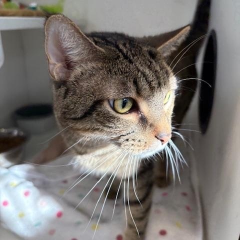 Enlarge Chewy, a Adoptable Domestic Short Hair in Cleveland, OH image 2/4