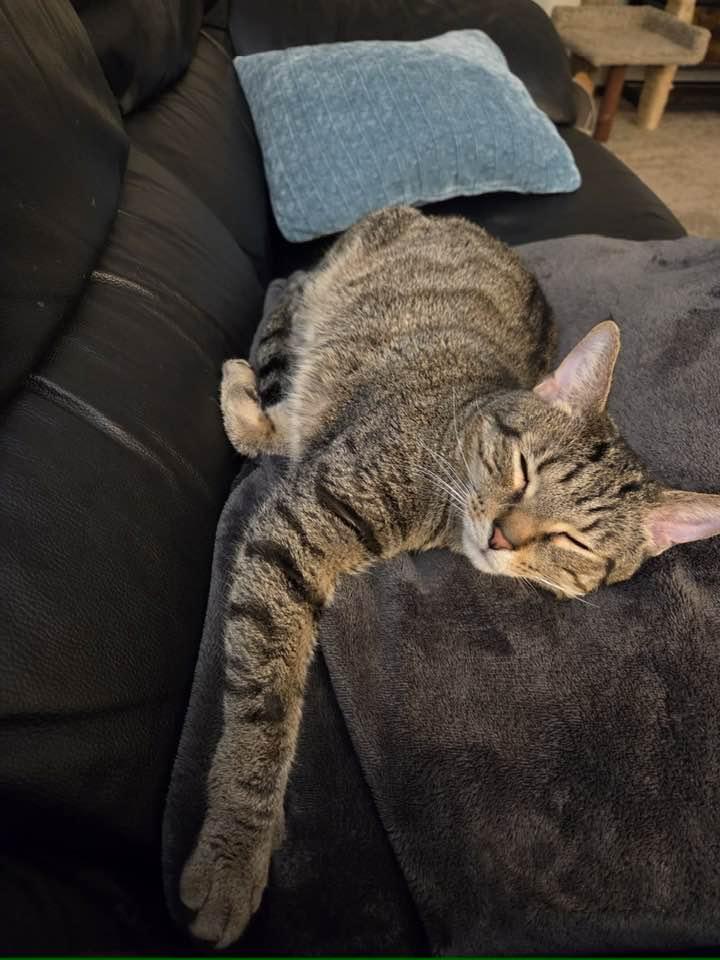 Enlarge Chewy, a Adoptable Domestic Short Hair in Cleveland, OH image 5/6