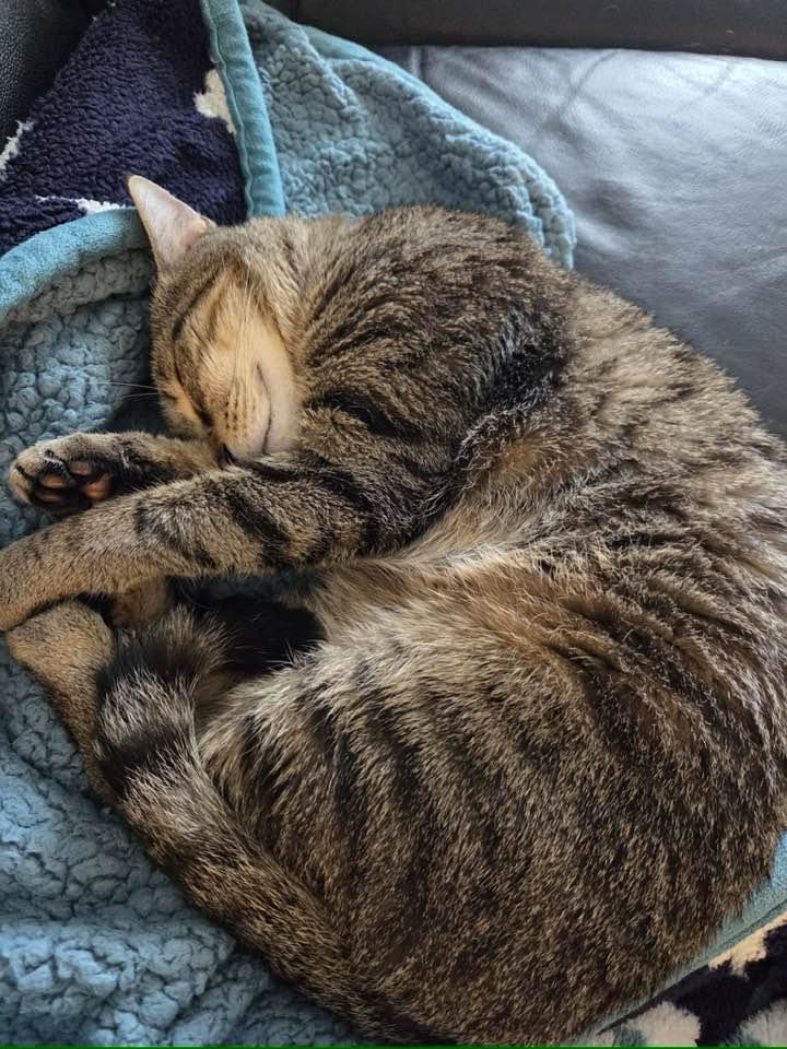 Enlarge Chewy, a Adoptable Domestic Short Hair in Cleveland, OH image 6/6