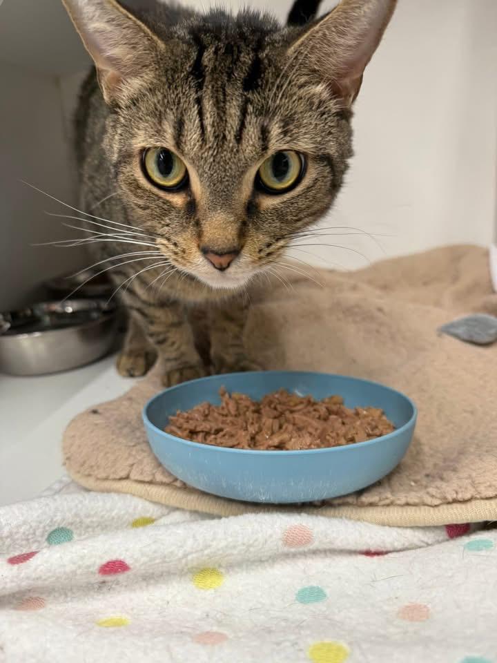 Enlarge Chewy, a Adoptable Domestic Short Hair in Cleveland, OH image 3/4