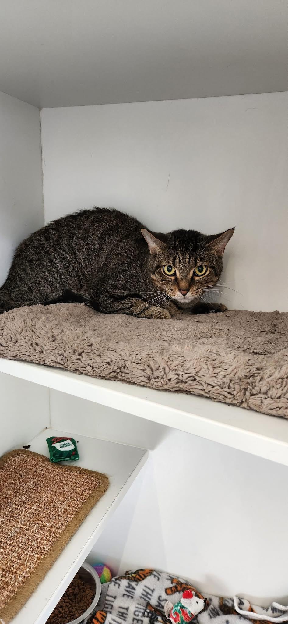 Enlarge Chewy, a Adoptable Domestic Short Hair in Cleveland, OH image 4/4