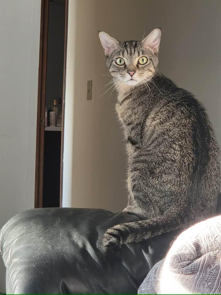 Enlarge Chewy, a Adoptable Domestic Short Hair in Cleveland, OH image 1/6