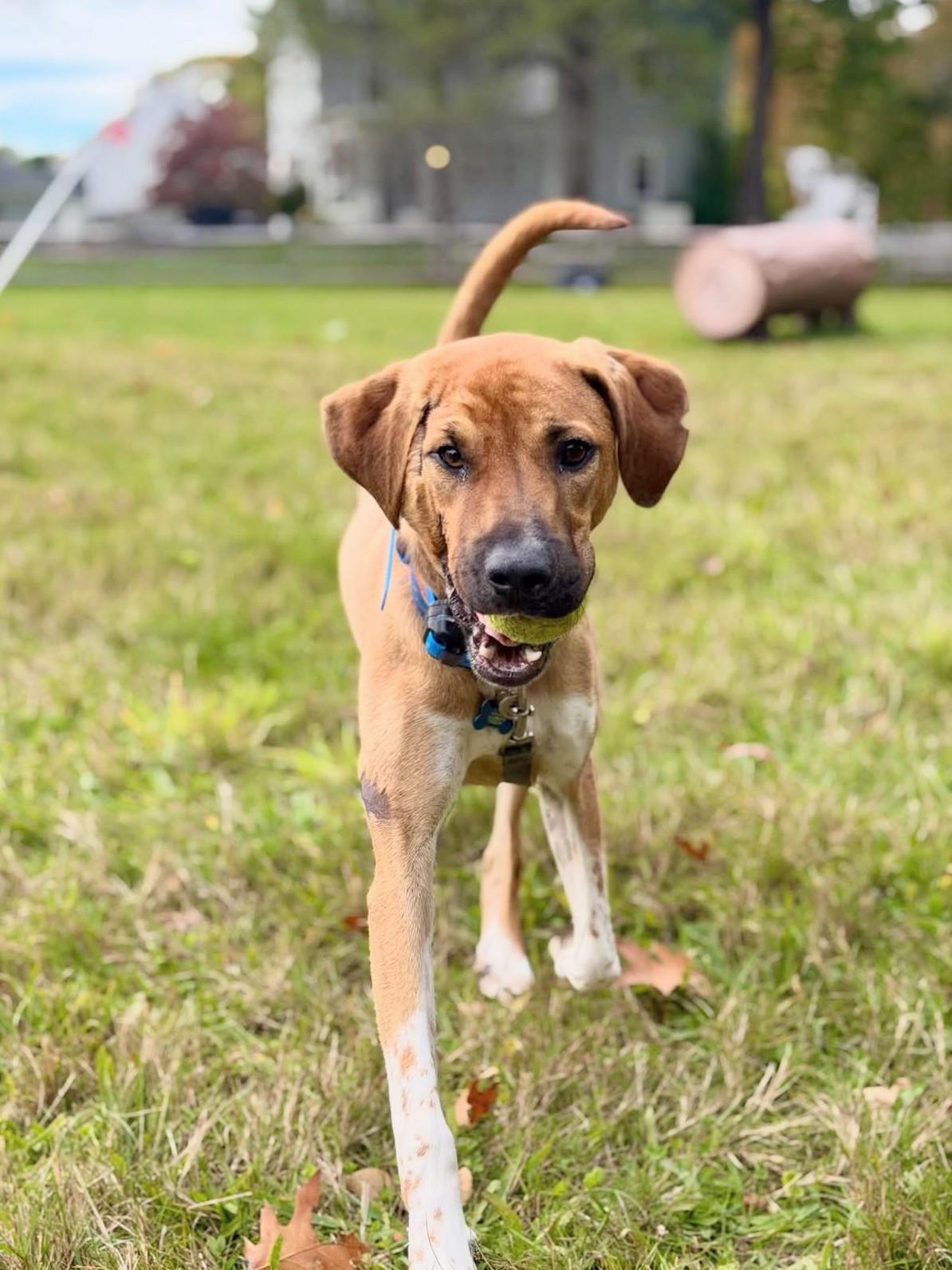 Happy - In Mass., Adoptable, Young Male Hound & Mountain Cur.