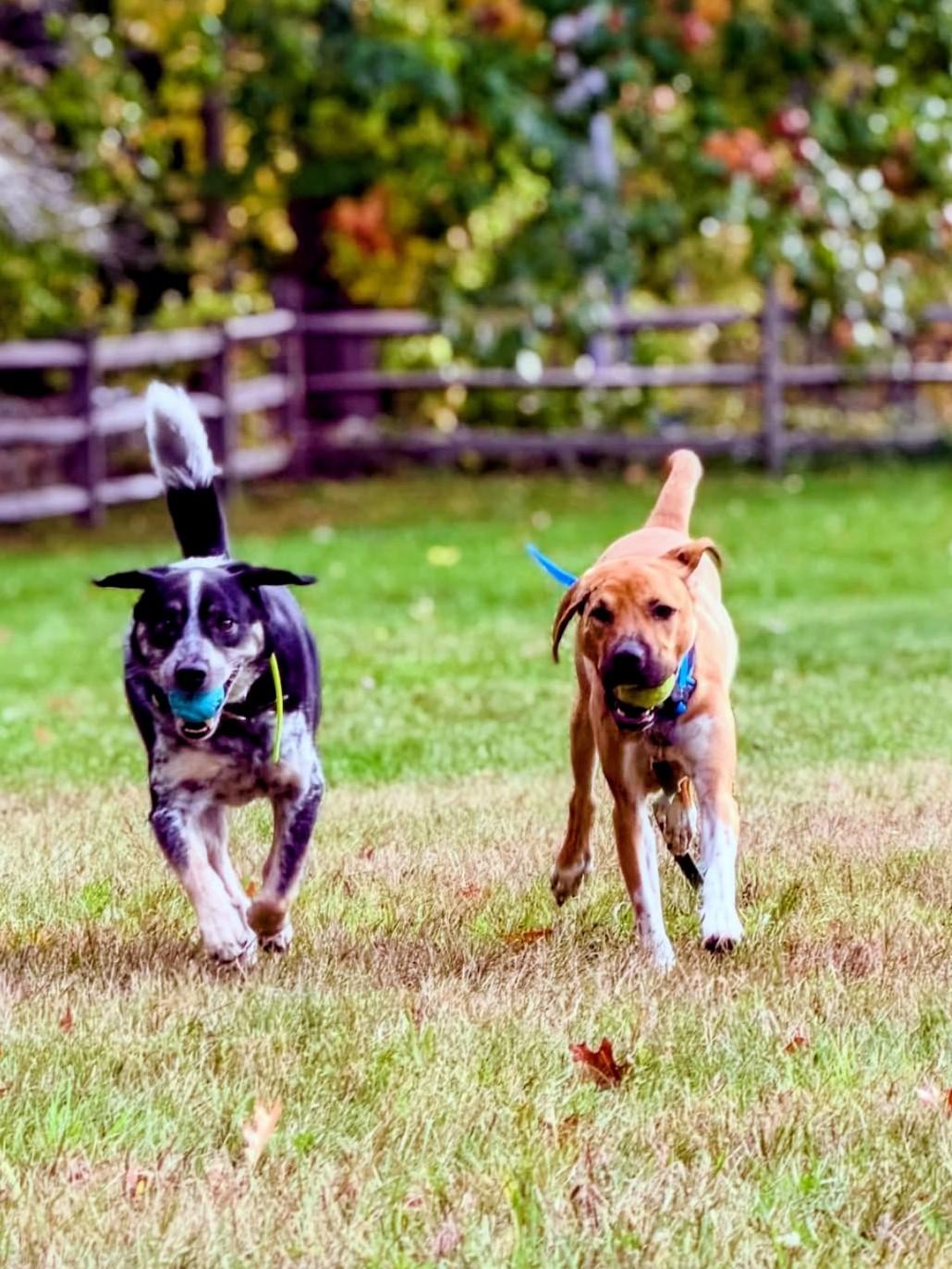 Enlarge Happy - In Mass., a Adoptable mixed breed in Willington, CT image 6/6