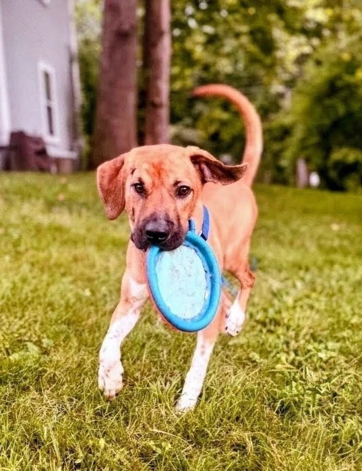 Haggard - In Mass., a ADOPTABLE mixed breed in Willington, CT image 2/6