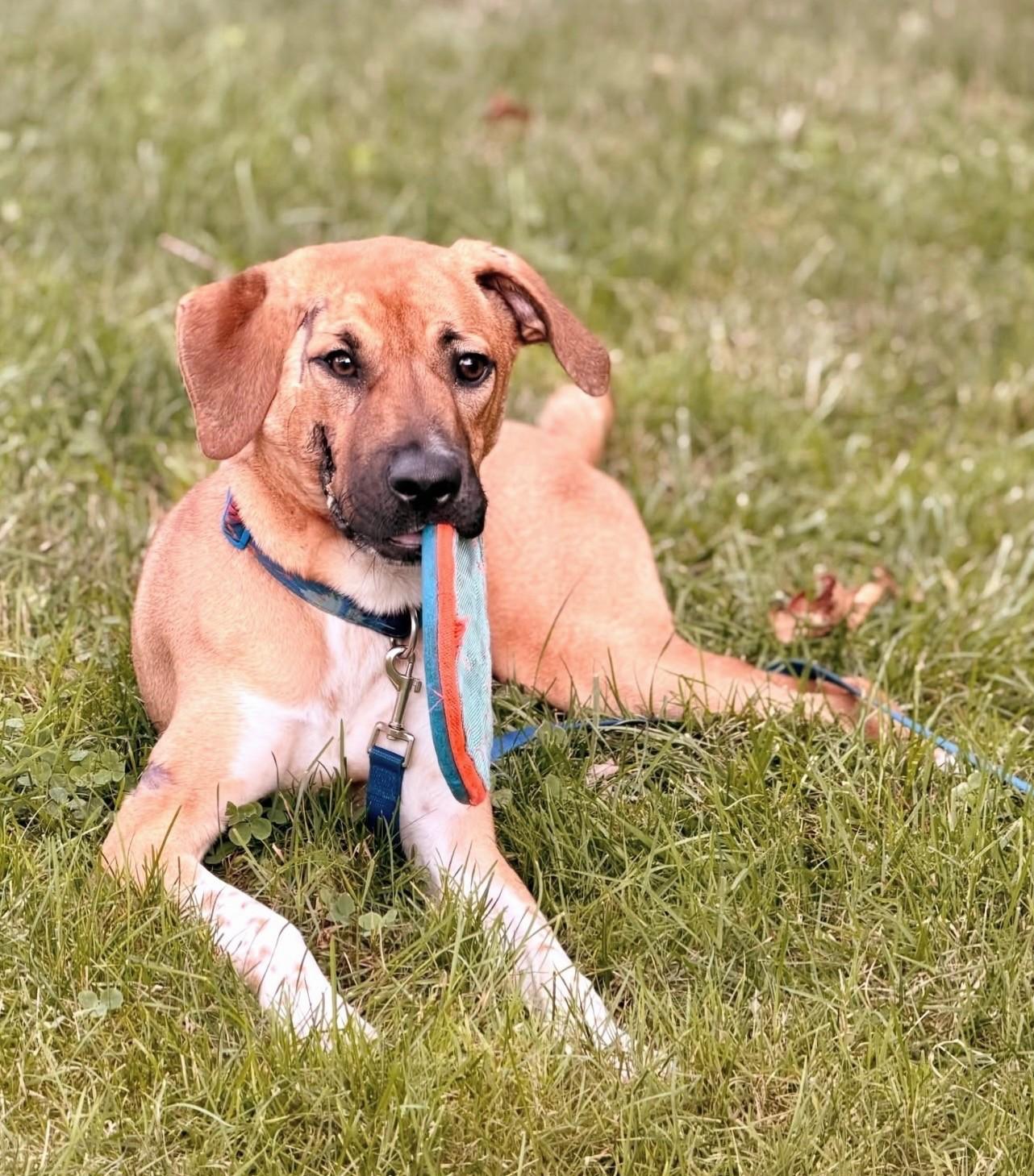 Haggard - In Mass., a ADOPTABLE mixed breed in Willington, CT image 3/6