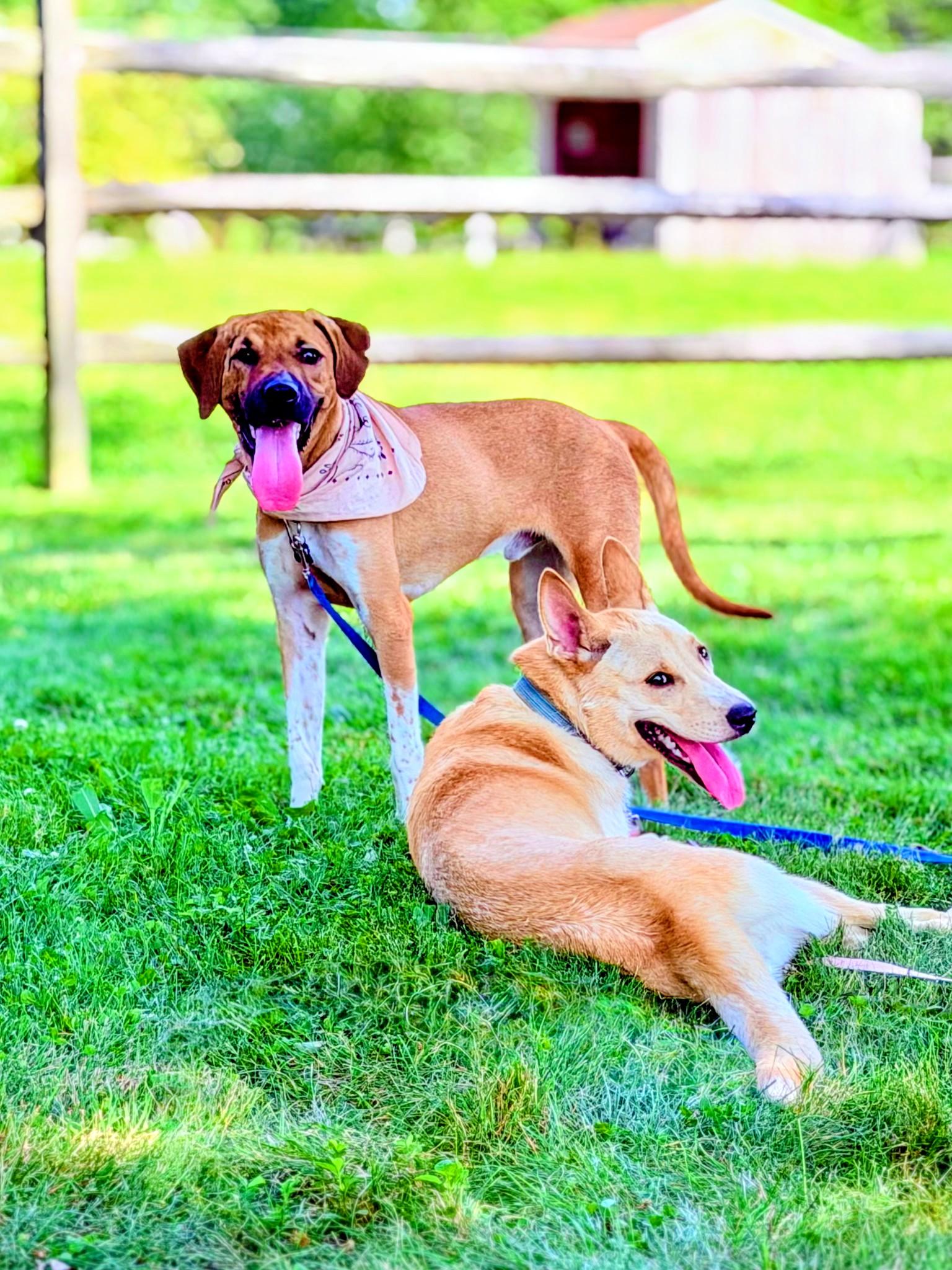 Haggard - In Mass., a ADOPTABLE mixed breed in Willington, CT image 4/6