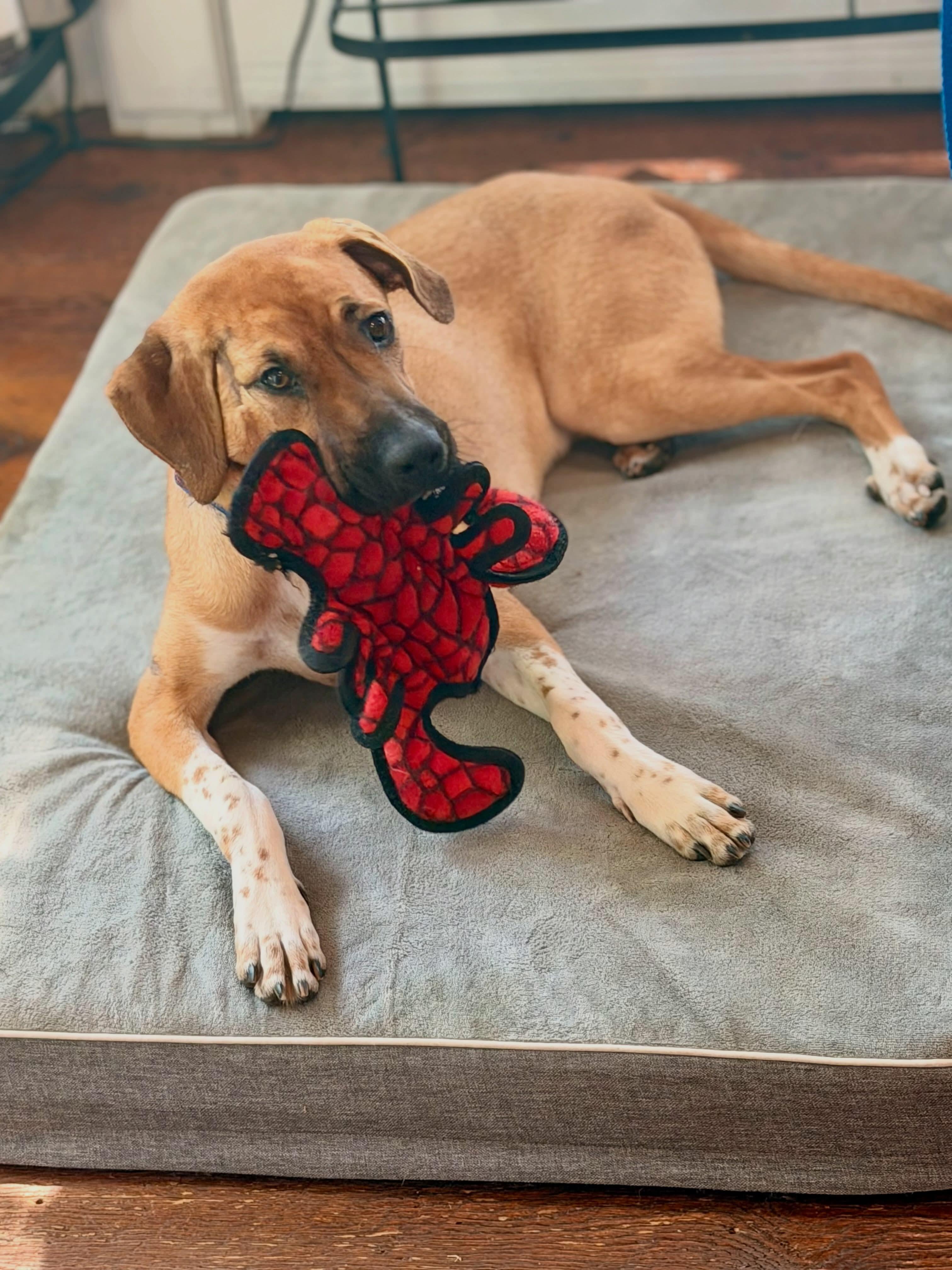 Haggard - In Mass., a ADOPTABLE mixed breed in Willington, CT image 1/6