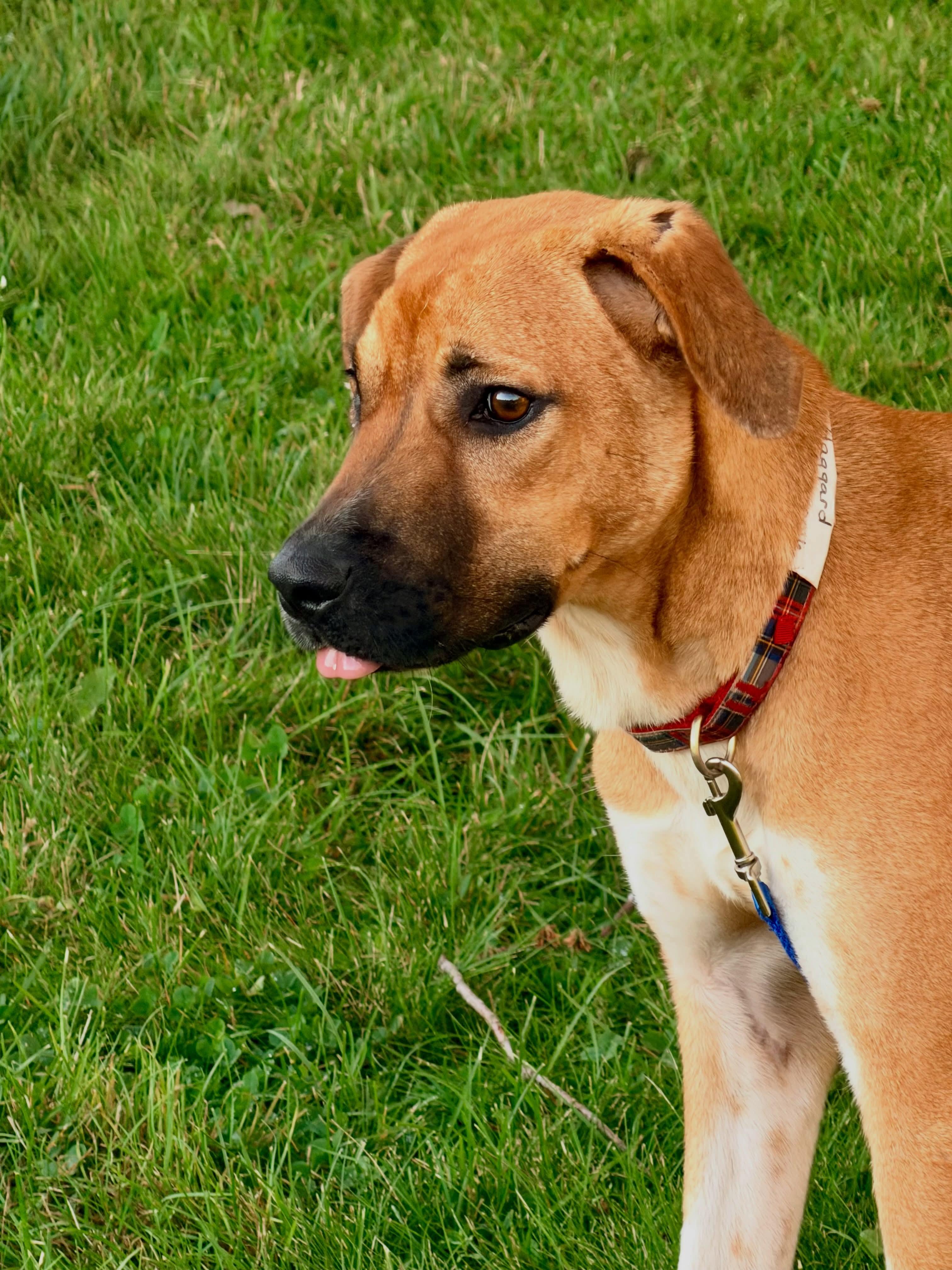 Enlarge Happy - In Mass., a Adoptable mixed breed in Willington, CT image 2/6