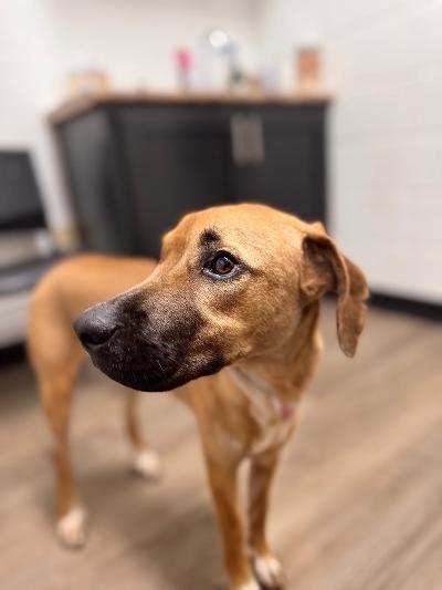 Enlarge Haggard, a ADOPTABLE mixed breed in Willington, CT image 5/6