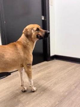 Enlarge Haggard, a ADOPTABLE mixed breed in Willington, CT image 4/6